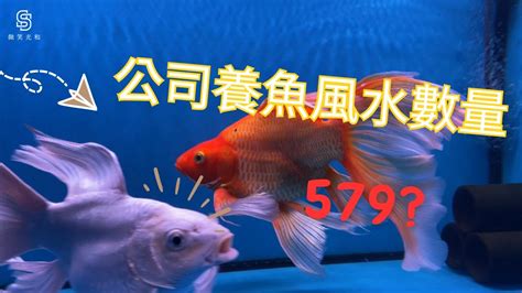 養魚的吉祥數字|風水魚數量大揭秘